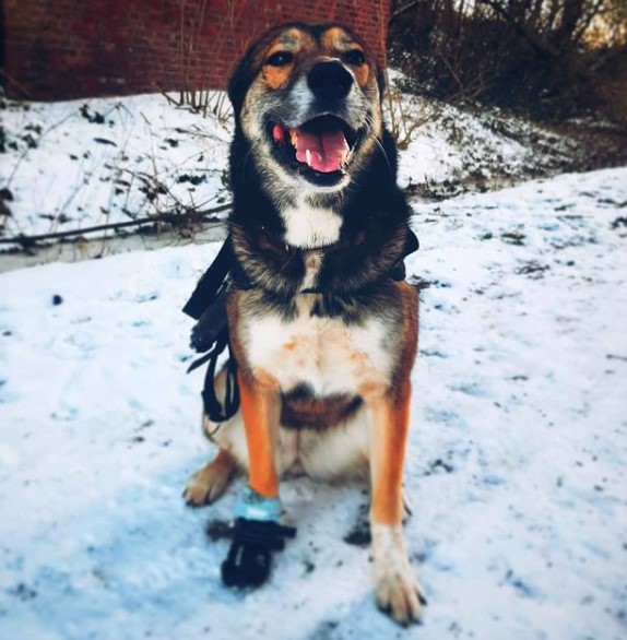 Manon a créé un feed Insta très harmonieux pour son projet Adopte ton chien