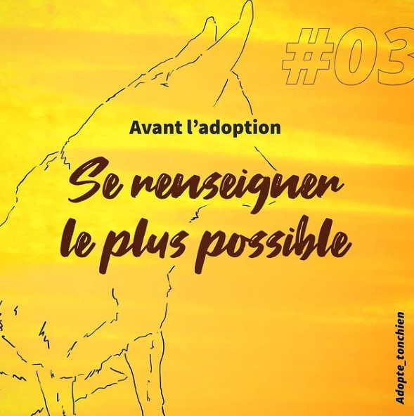 Manon a créé un feed Insta très harmonieux pour son projet Adopte ton chien
